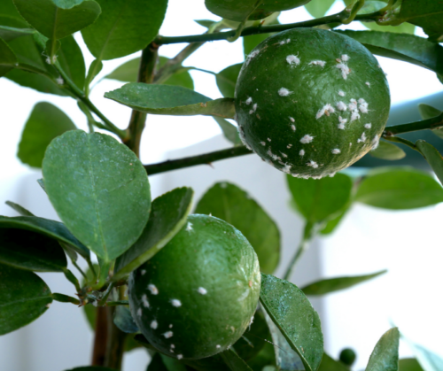 Lime tree with mealybugs.