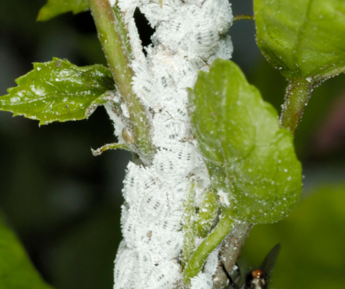 Mealybugs identification.
