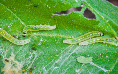 Identification of Pests: What to Look for and Where to Look