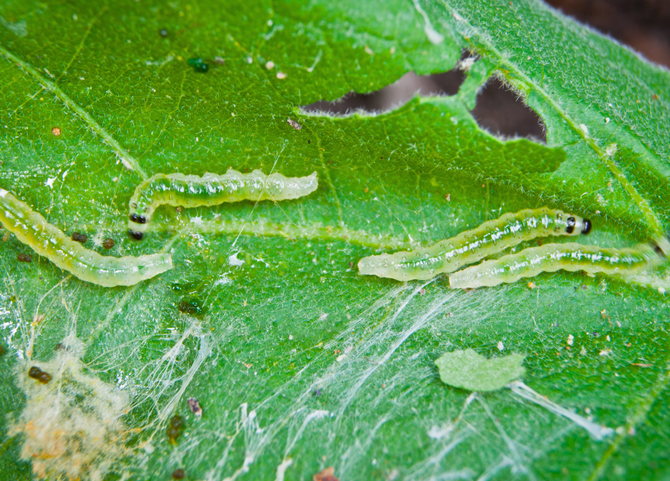Garden pests