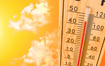 Top 10 Ways to Help Plants Battle Extreme Summer Heat