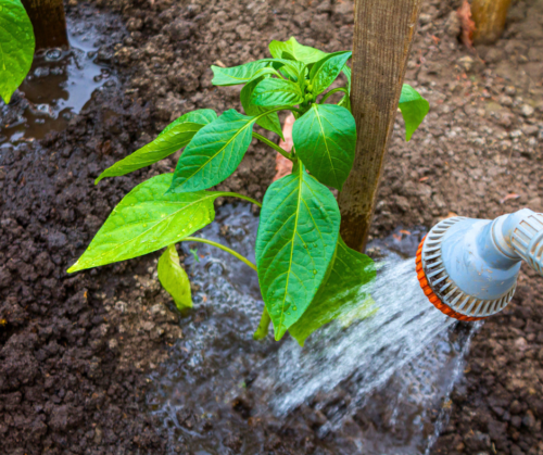 Watering plants deeply in extreme heat. 