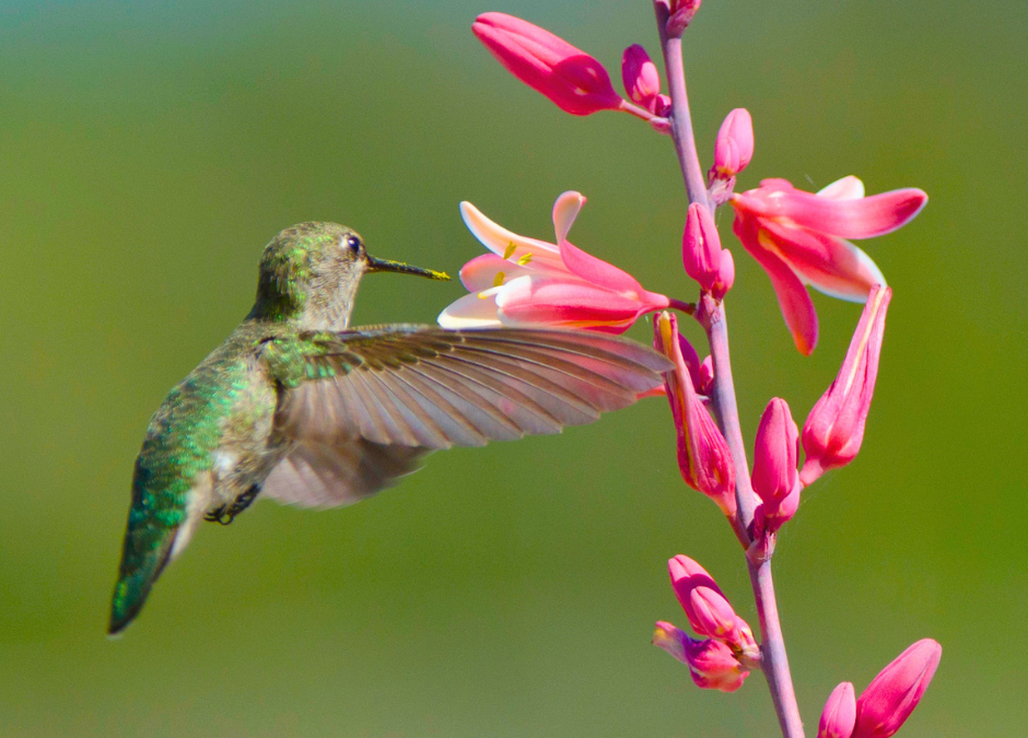 Hummingbird feeding on a hesperaloe.