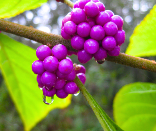 Close up of American Beautyberry