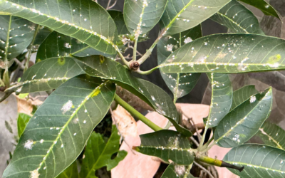 Identifying and Controlling Mealybugs