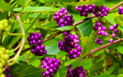 Native, American Beautyberry: Benefits from Leaf to Berry