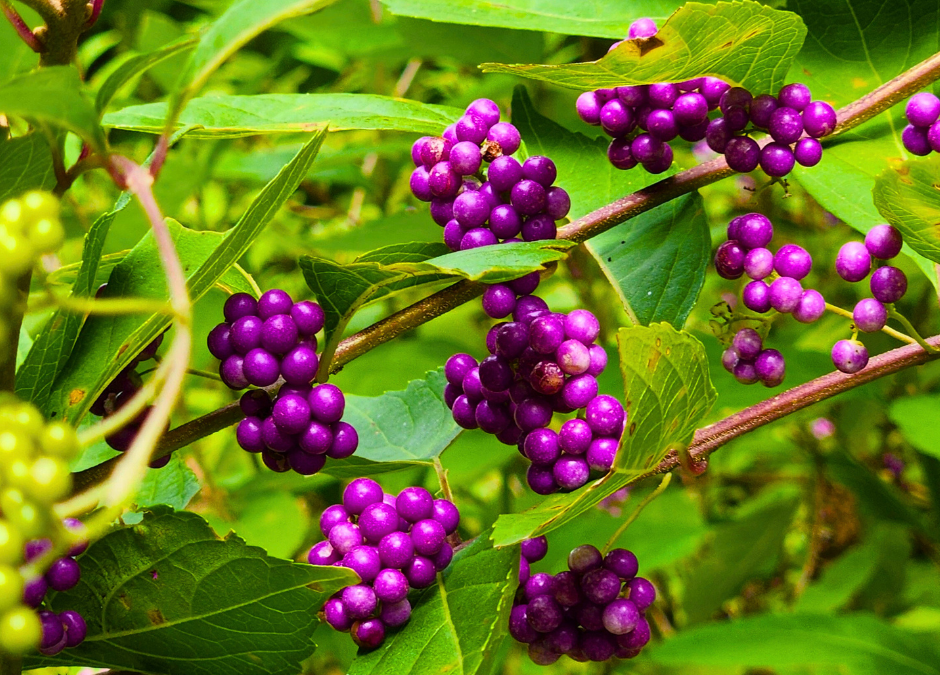 American beautyberry