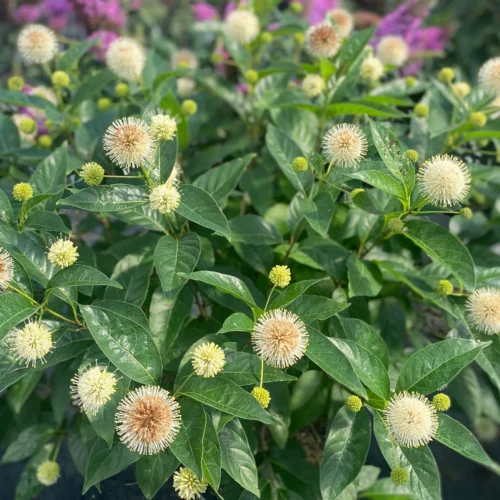 Dwarf buttonbush