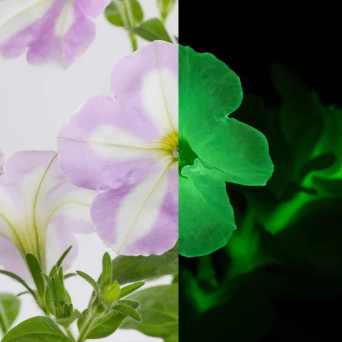 Petunia Firefly