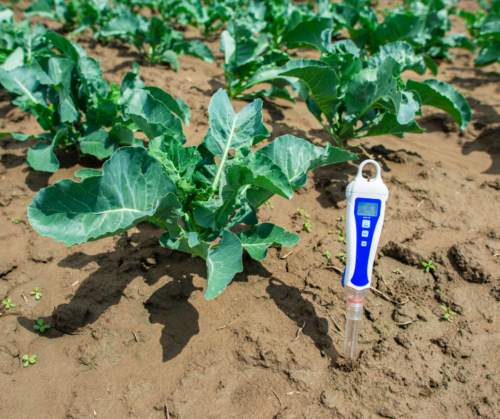 acidic-soil-acid-test