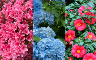Azaleas, Camellias & Hydrangeas: Grow Acid-Loving Plants in Texas
