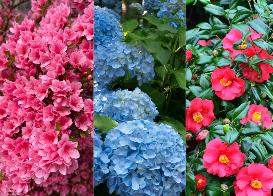 Acidic-Soil-Acid-Loving-Plants-hydrangea-camellia-azalea
