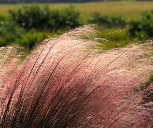 Gulf Muhly can live in windy microclimates