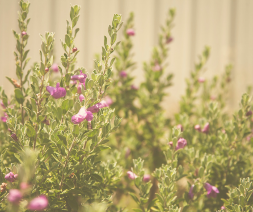 Texas sage works reflected heat microclimates
