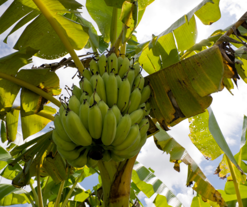 Banana trees would work great in courtyard type microclimates.