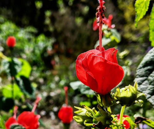 Turk's Cap works great in afternoon shade microclimates.