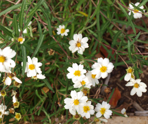 Blackfoot daisies can take reflected heat.
