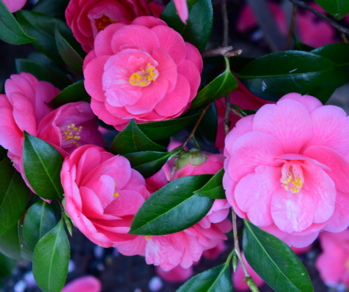 acid-loving-acidic-soil-camellias