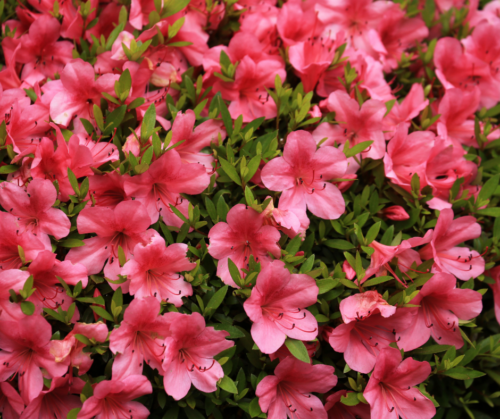 Azaleas are acid-loving, acidic soil needing plants.