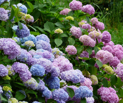 acid-loving-acidic-soil-hydrangeas