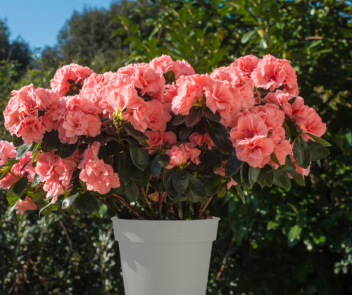 Azaleas in a pot