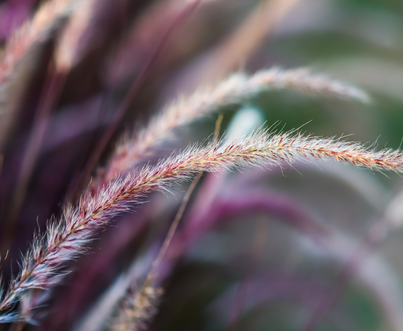 Purple Fountain Grass: A Tender Perennial for San Antonio, Texas