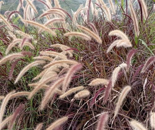 Purple Fountain Grass