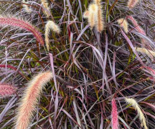 Purple Fountain Grass