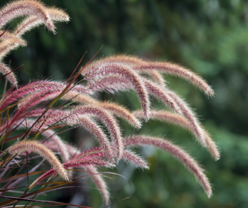 Purple Fountain Grass