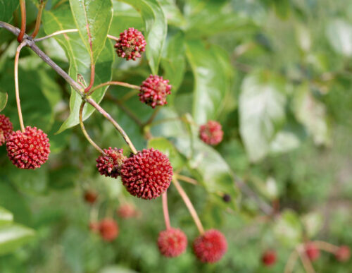 buttonbush