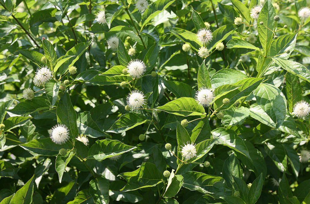 Dwarf Buttonbush