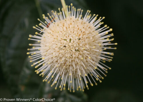 Dwarf Buttonbush