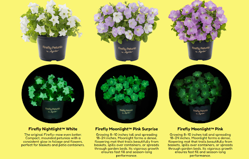 firefly-petunia-glow-in-the-dark Firefly Petunia