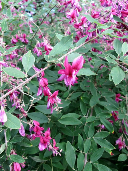Little Volcano lespedeza.