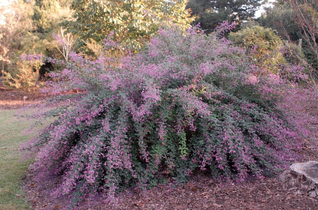 Little Volcano lespedeza