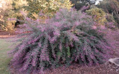‘Little Volcano’ Lespedeza: Fall Blooms and Foliage Color