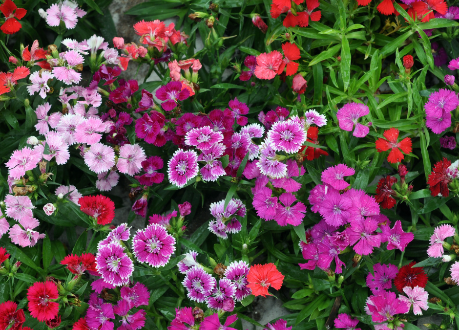 Dianthus