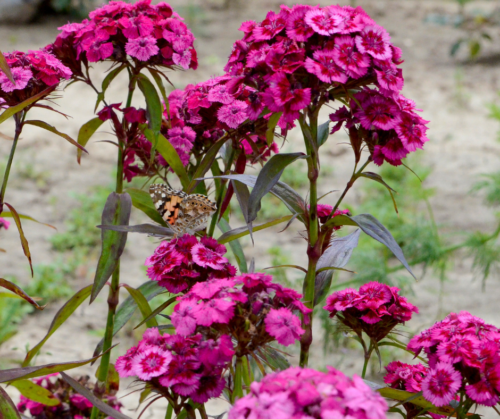 Dianthus with butterfly.