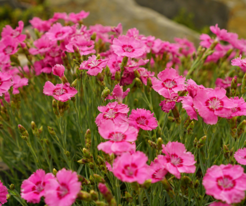 Annuals/perennials