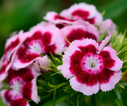 Dianthus