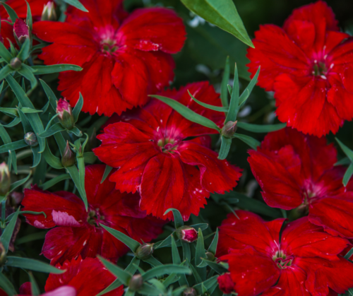 Red dianthus