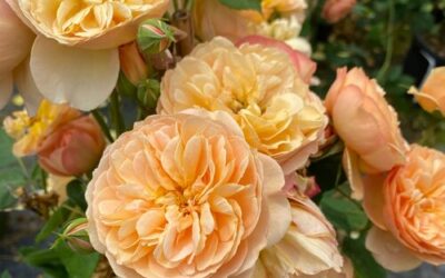 Flavorette® Honey-Apricot Rose: A Rose You Can Actually Eat!