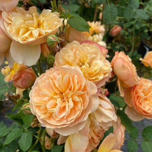 Flavorette® Honey-Apricot Rose