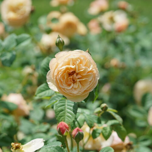 Edible rose