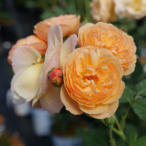 flavorette®-apricot-honey-rose